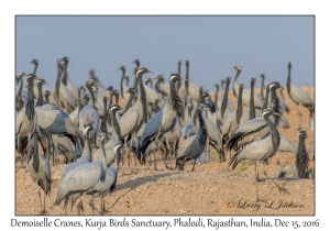 Demoiselle Cranes