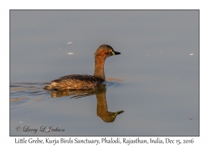 Little Grebe