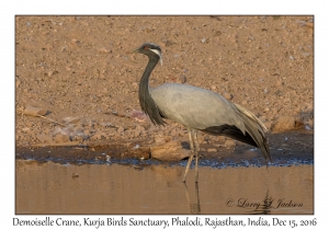 Demoiselle Cranes