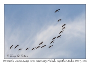 Demoiselle Cranes