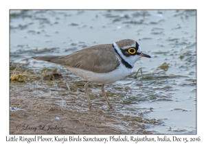 Little Ringed Plover