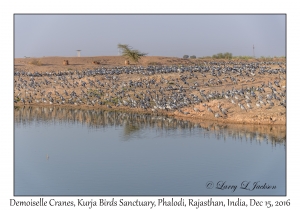 Demoiselle Cranes