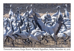 Demoiselle Cranes