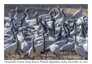 Demoiselle Cranes