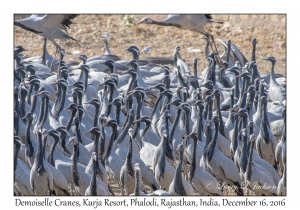 Demoiselle Cranes