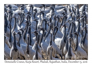 Demoiselle Cranes