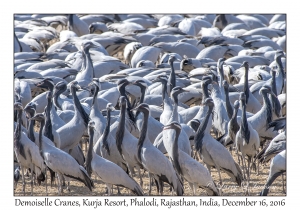 Demoiselle Cranes