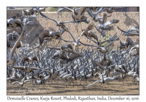 Demoiselle Cranes