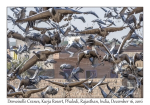 Demoiselle Cranes