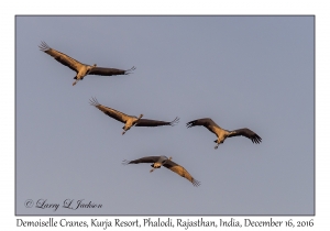 Demoiselle Cranes