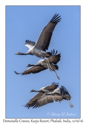 Demoiselle Cranes