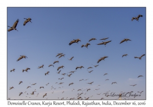 Demoiselle Cranes