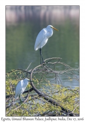 Little Egret above Cattle Egret