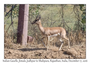 Indian Gazelle