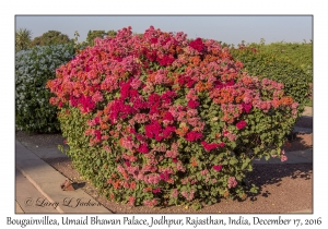 Bougainvillea