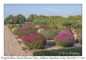 Bougainvilleas