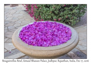 Bougainvillea Bowl