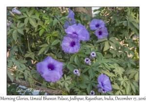 Ipomoea specie