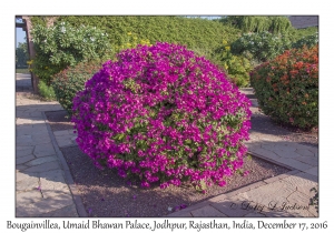 Bougainvillea