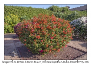 Bougainvillea