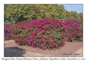 Bougainvilleas