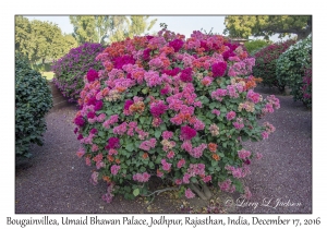 Bougainvillea