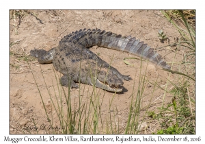 Mugger Crocodile