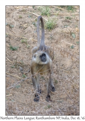 Northern Plains Langur