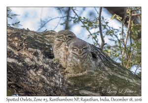 Spotted Owlets