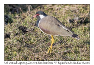 Red-wattled Lapwing