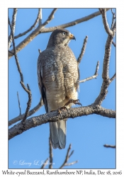 White-eyed Buzzard