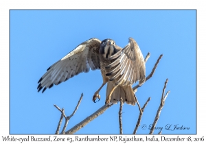 White-eyed Buzzard