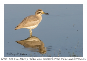 Great Thick-knee