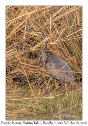 Purple Heron