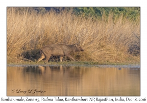 Sambar