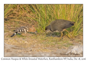 Common Hoopoe & White-breasted Waterhen