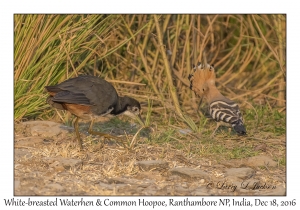 White-breasted Waterhen & Common Hoopoe