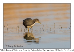 White-breasted Waterhen