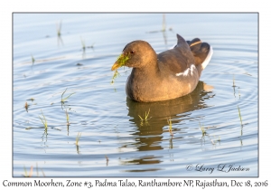 Common Moorhen