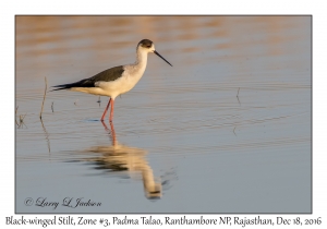 Black-winged Stilt