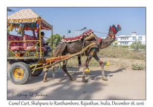 Camel Cart