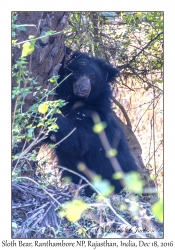 Sloth Bear