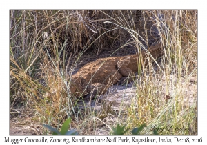 Mugger Crocodile