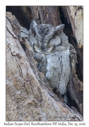 Indian Scops Owl