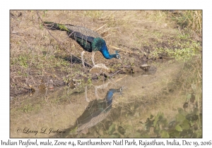 Indian Peafowl