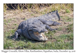 Mugger Crocodile