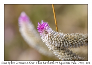 Silver Spiked Cockscomb