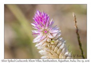 Silver Spiked Cockscomb