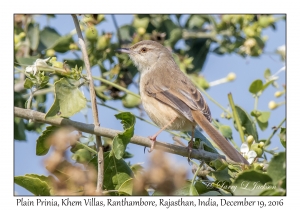 Plain Prinia