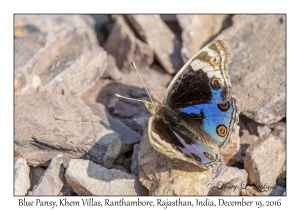 Blue Pansy